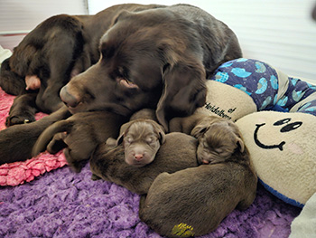 Heidelberg Hills Labradors