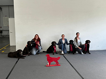 Heidelberg Hills Labradors