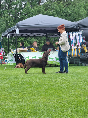 Heidelberg Hills Labradors