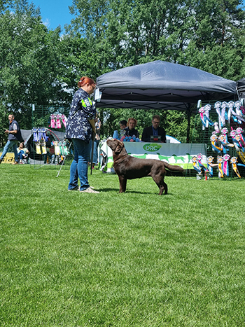 Heidelberg Hills Labradors