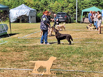 Heidelberg Hills Labradors