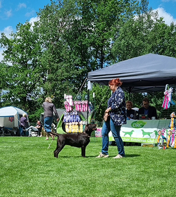 Heidelberg Hills Labradors