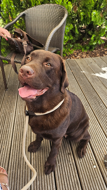 Heidelberg Hills Labradors