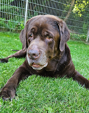 Heidelberg Hills Labradors