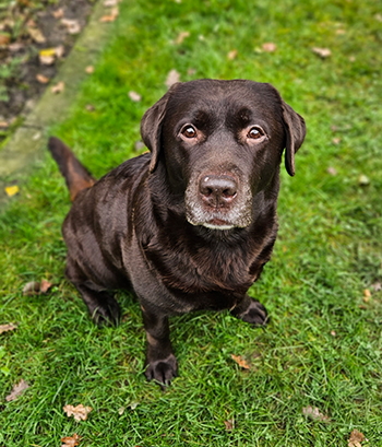 Heidelberg Hills Labradors