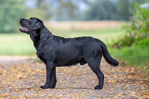 Heidelberg Hills Labradors