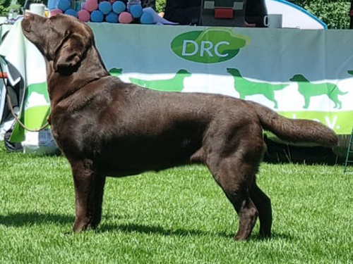 Heidelberg Hills Labradors