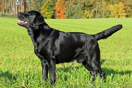 Heidelberg Hills Labradors