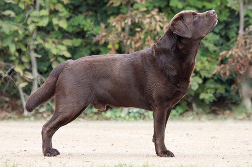 Heidelberg Hills Labradors