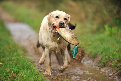 Heidelberg Hills Labradors