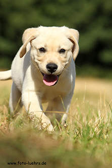 Heidelberg Hills Labradors