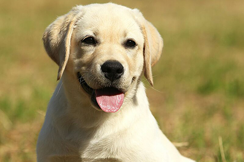 Heidelberg Hills Labradors