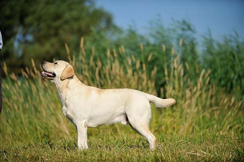 Heidelberg Hills Labradors