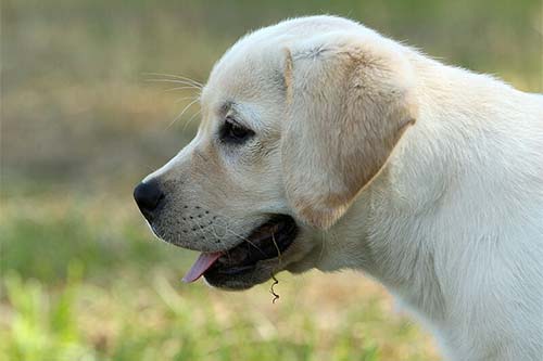 Heidelberg Hills Labradors