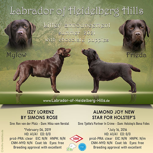 Heidelberg Hills Labradors