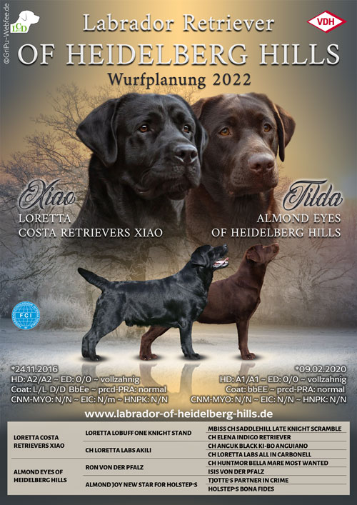 Heidelberg Hills Labradors