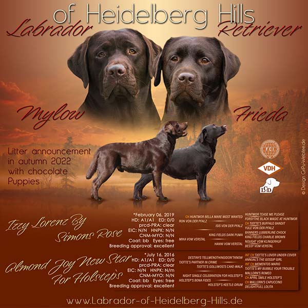 Heidelberg Hills Labradors
